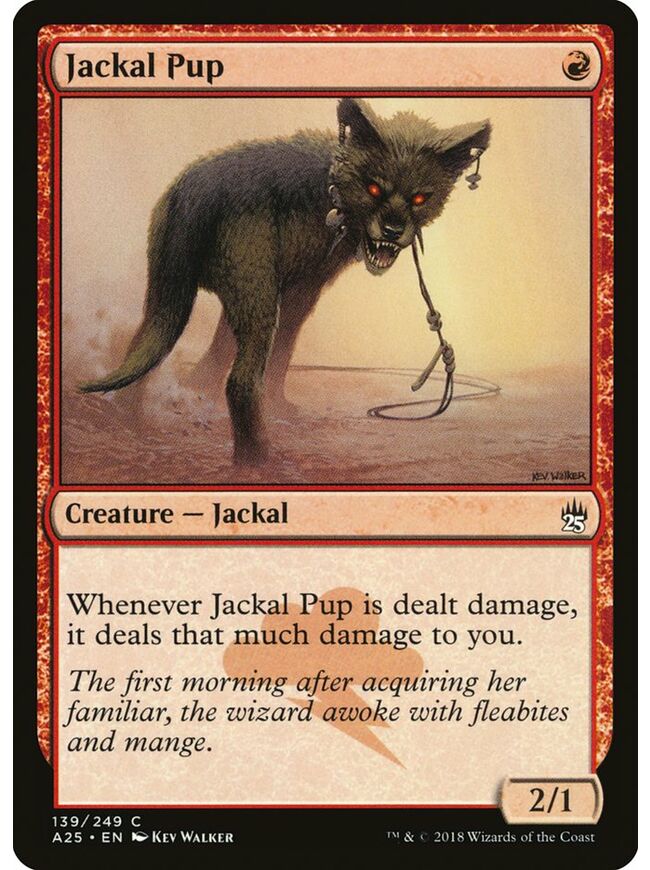 Jackal Pup