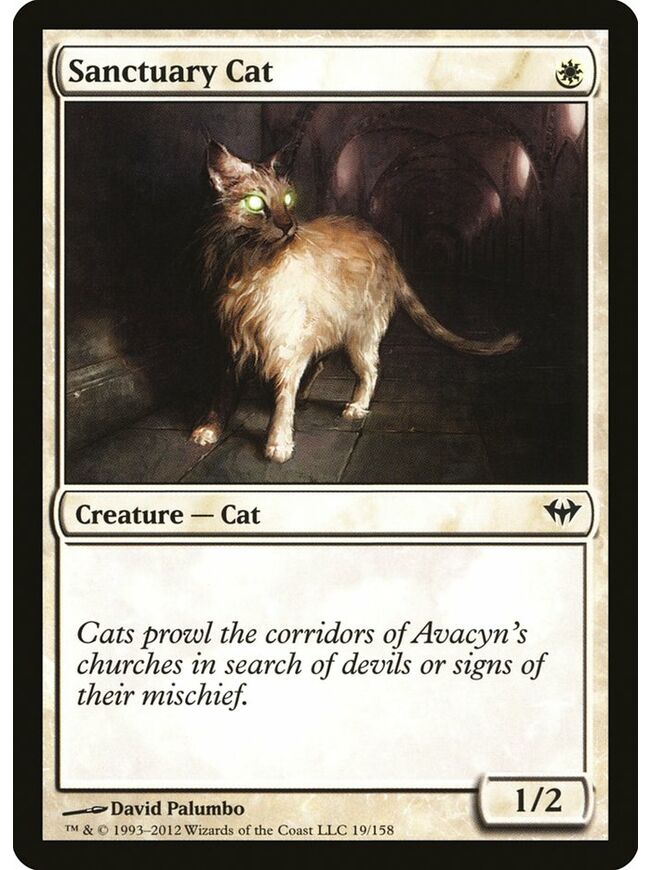 Sanctuary Cat