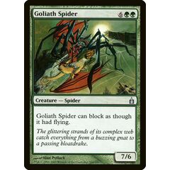 Goliath Spider