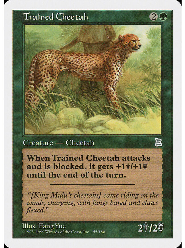 Trained Cheetah