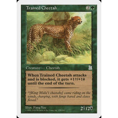 Trained Cheetah