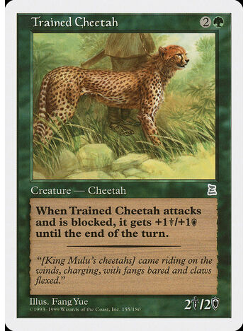 Trained Cheetah
