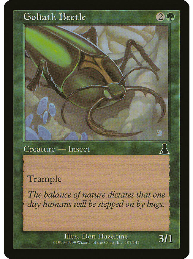 Goliath Beetle