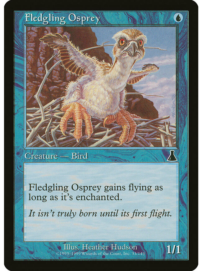 Fledgling Osprey