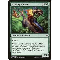 Grazing Whiptail