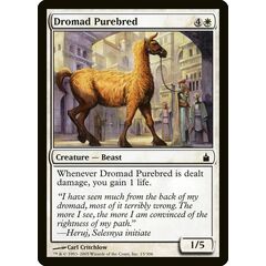 Dromad Purebred
