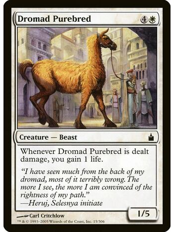 Dromad Purebred