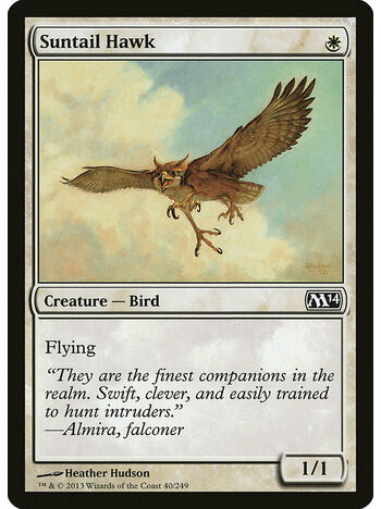 Suntail Hawk