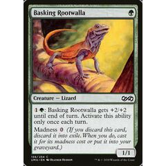 Basking Rootwalla