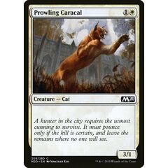 Prowling Caracal