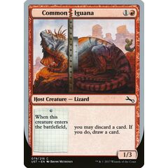 Common Iguana