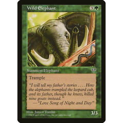 Wild Elephant