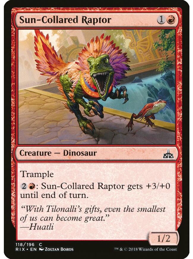 Sun-Collared Raptor