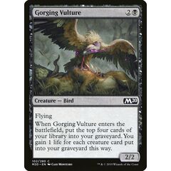 Gorging Vulture