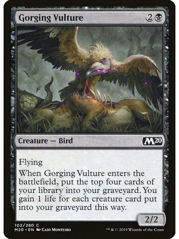 Gorging Vulture