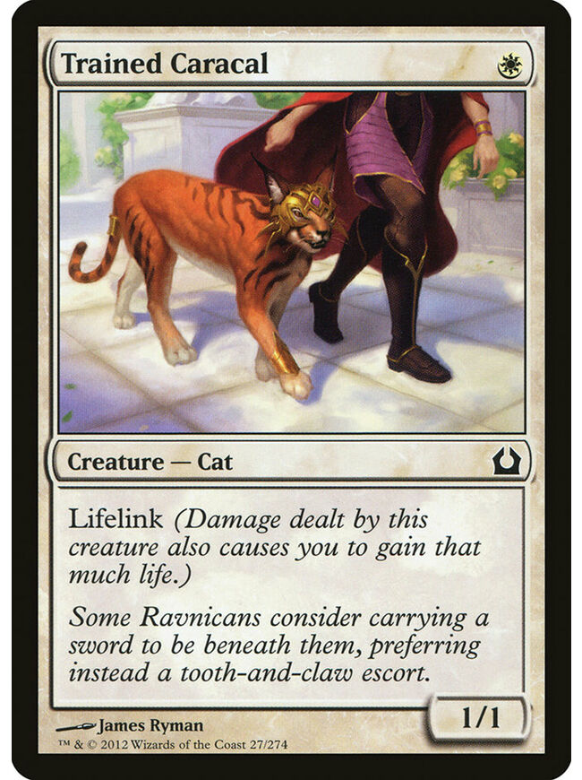 Trained Caracal