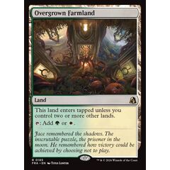 Overgrown Farmland